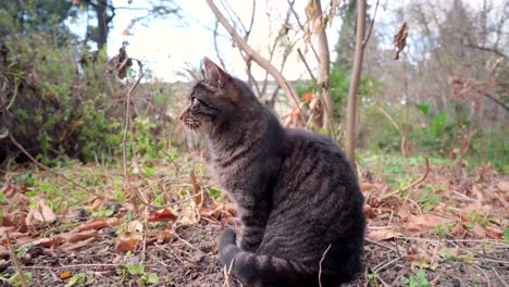 beautiful wild cat in a park in autumn on a cloudy day, brown leaves on the ground, unimpressed and independent