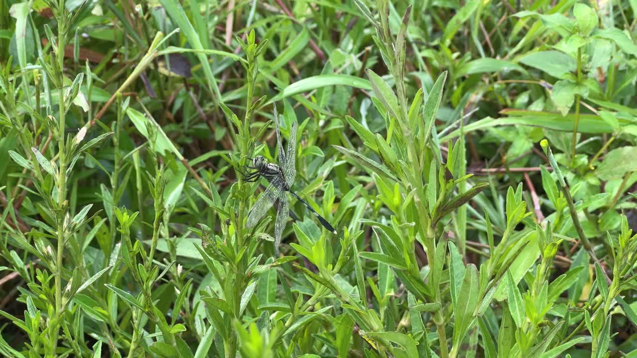 Close-up shot of a black green dragonfly perched on green leaves in a natural grassy field. A peaceful moment in nature showcasing insect life and biodiversity