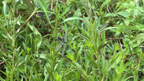 close-up shot of a black green dragonfly perched on green leaves in a natural grassy field. a peaceful moment in nature showcasing insect life and biodiversity