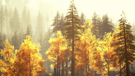 autumn forest in the mist