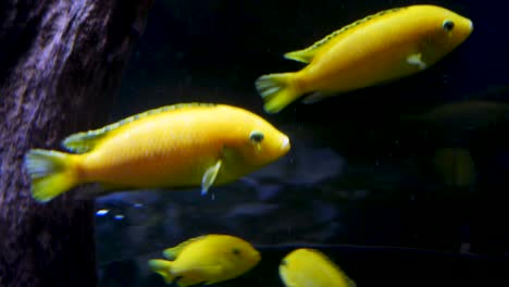 peces amarillos en el acuario