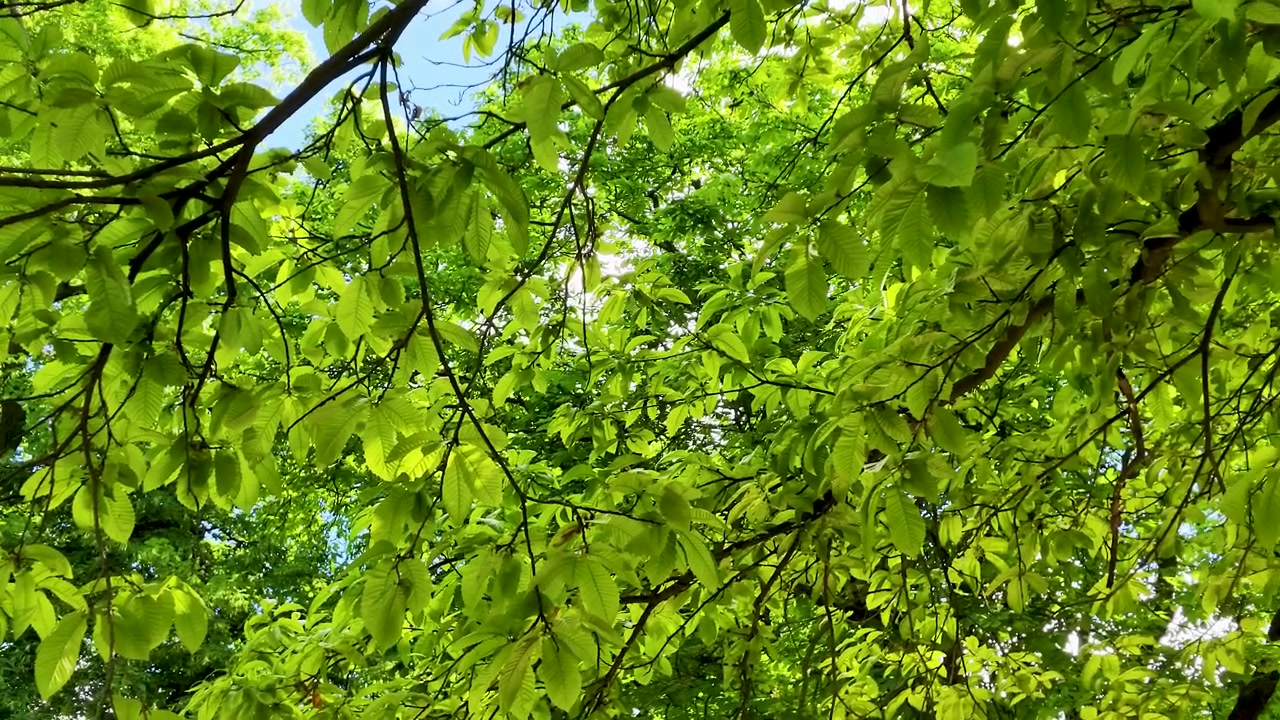 Toma de ángulo bajo de hojas y ramas de un verde vibrante meciéndose suavemente en un parque soleado.