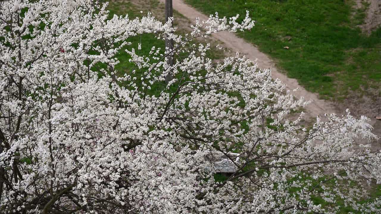 Overhead view of blooming white tree near footpath