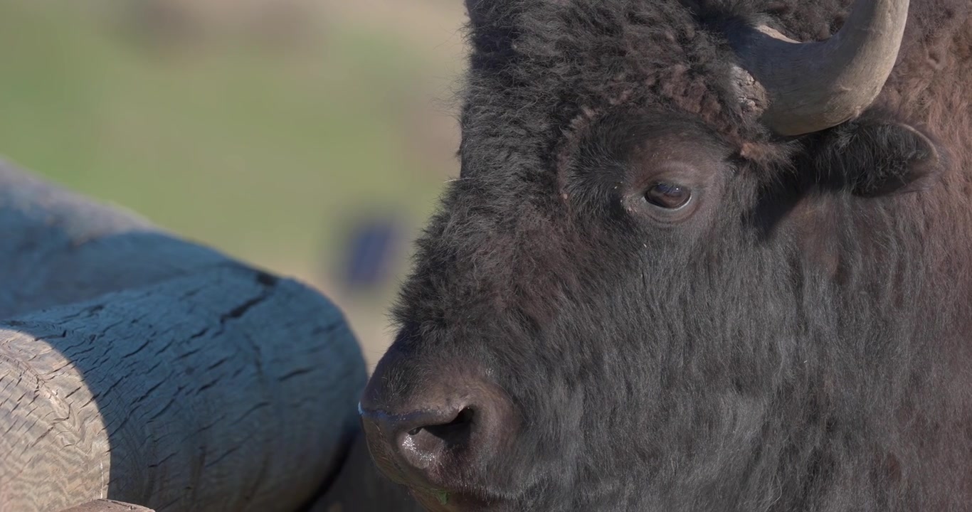 Close up of an American bison investigating a wooden fence by scent, sniffing, before turning away. Natural wildlife behaviour captured during spring in a North American landscape.