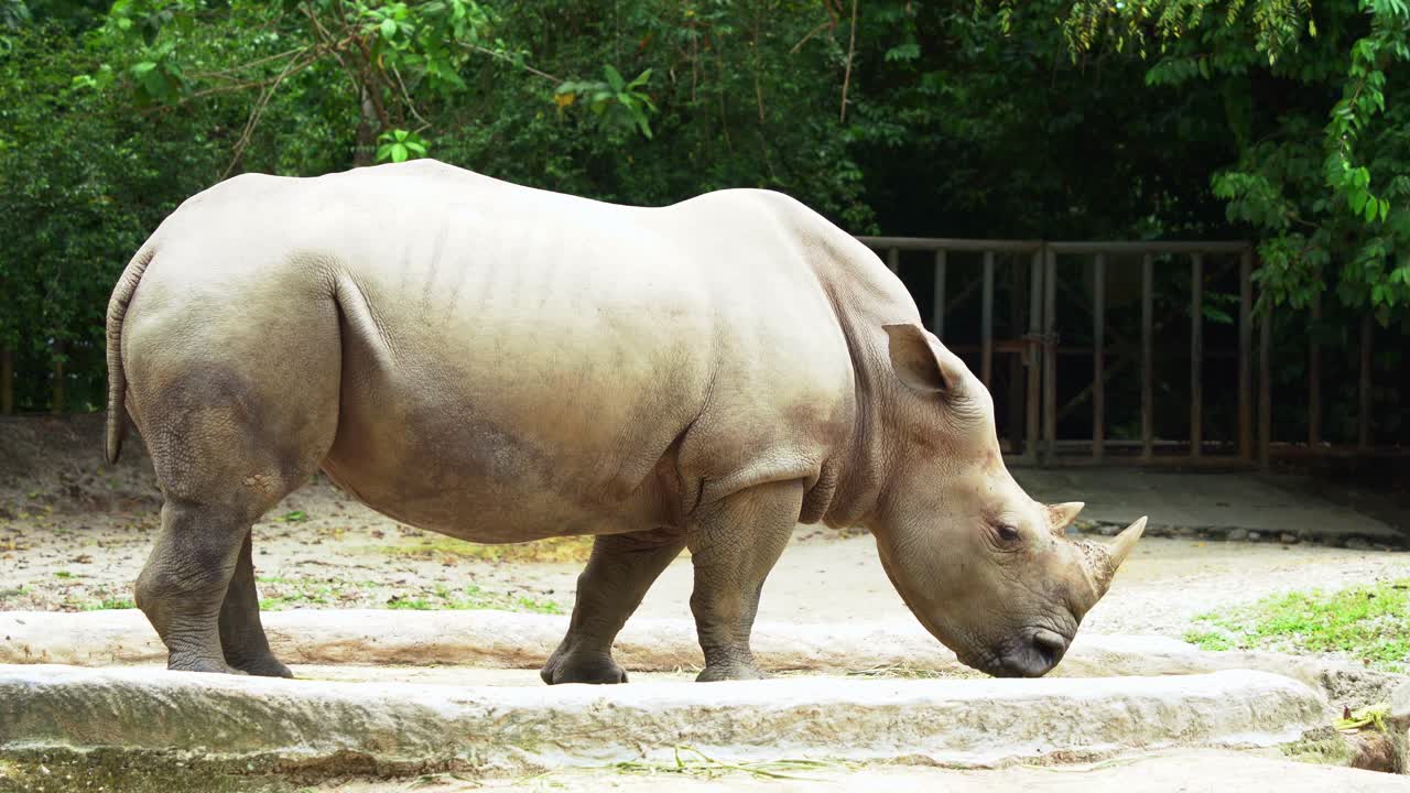 Solitary male white rhinoceros, ceratotherium simum spotted eating in a zoo enclosure, handheld motion close up shot
