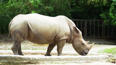 Solitary-male-white-rhinoceros,-ceratotherium-simum-spotted-eating-in-a-zoo-enclosure,-handheld-motion-close-up-shot