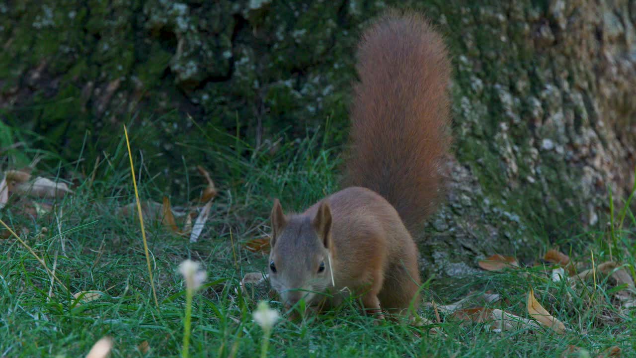 Red squirrel searches forest floor for food, pauses alertly, natural daylight, static camera, close-up