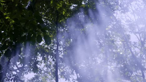 sunlight through smoky forest