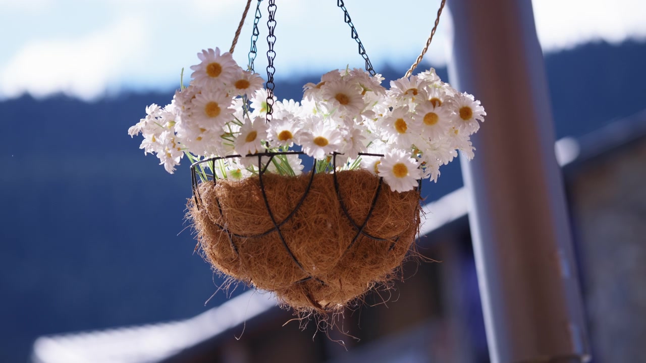 White flowers in a hanging basket