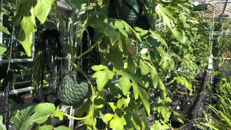 vista en cámara lenta panorámica hacia arriba en el invernadero que muestra melones creciendo en pequeñas bolsas de red