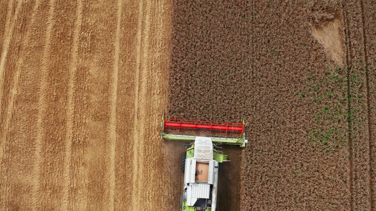 Modern combine goes by the field and cuts the ripe crops. Season of gathering bread harvest on sunny day. Birds eye view.