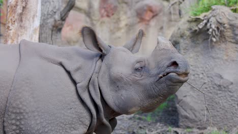 a greater one-horned rhinoceros chews and eats in a naturalistic zoo enclosure, captured in soft daylight with a steady side profile camera angle