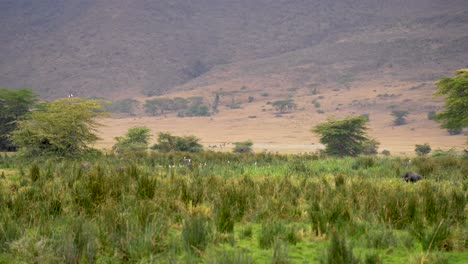 坦桑尼亞的 ngorongoro 石坑自然保護區草原, 非洲, 手持廣角拍攝