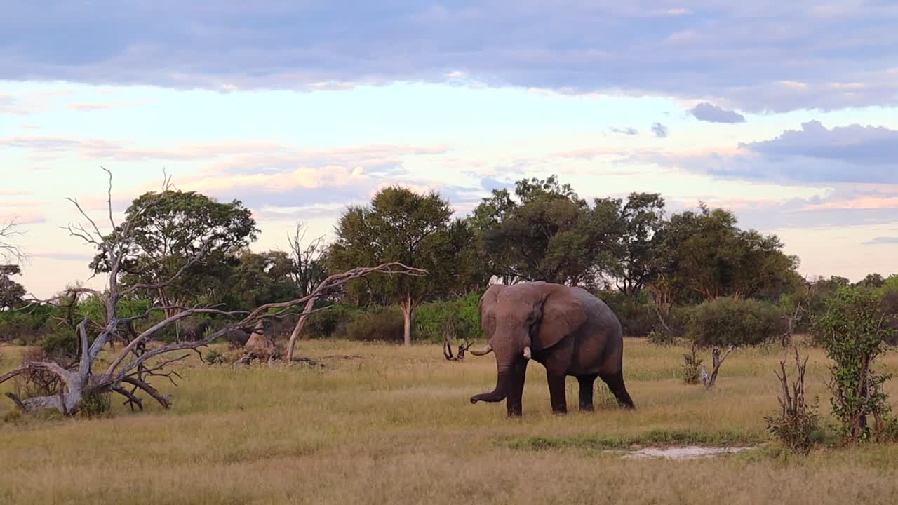 un gran elefante africano con patas mojadas y trompa camina sobre hierba baja.
