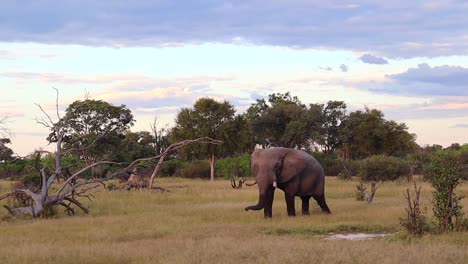 Großer-Afrikanischer-Buschelefant-Mit-Nassen-Beinen-Und-Rüssel-Geht-Im-Niedrigen-Gras