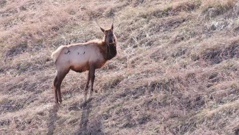 Golden-backlit-stag-Wapiti-Elk-looks-up-from-eating-dry-grass-on-hill