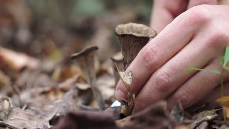 Harvesting-a-Wild-Black-Trumpet-Mushroom