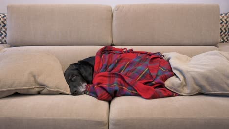 old labrador dog is seen under a red blanket while sleeping in a couch