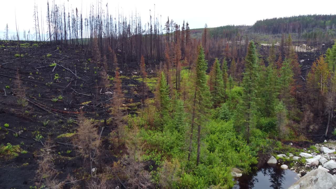 Aerial view of burnt trees in the aftermath of the biggest wildfire in the history of the Province of Qu&eacute;bec, Canada, extinguished forest fire