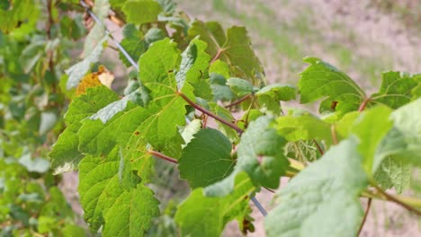 green leaves on grapes on a sunny and windy day in the farm