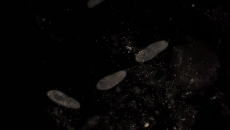 Mikroskopische-Ansicht-Des-Einzelligen-Organismus-Paramecium