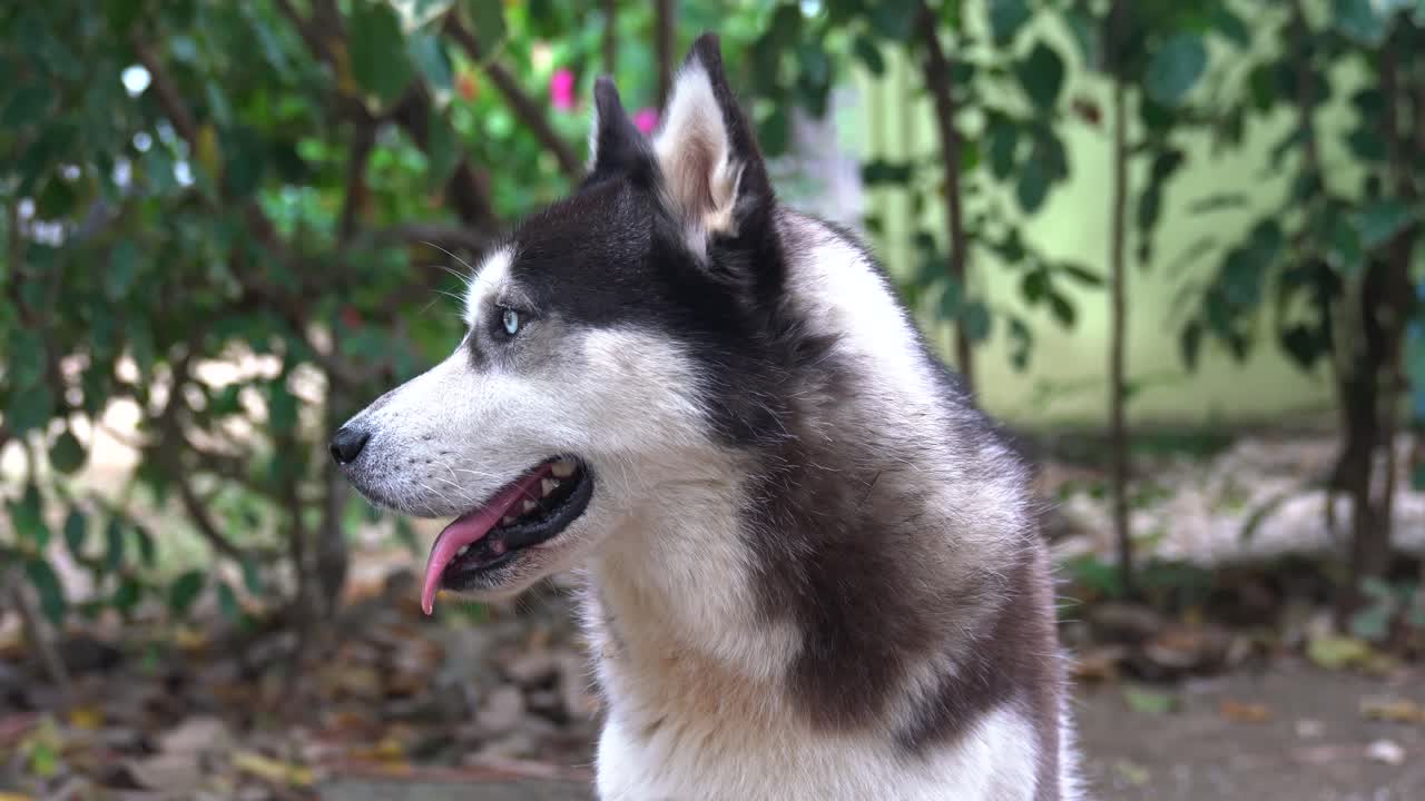 primer plano de la cara de un perro, husky con ojos azules y marrones mira a la cámara