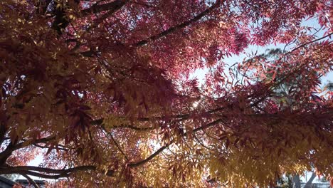 sun shines through the branches of trees full of leaves