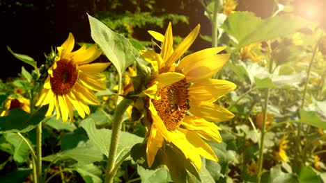 jardín de campo de girasoles y insectos de abejas.