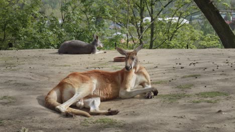 two red kangaroos sleeping on the ground