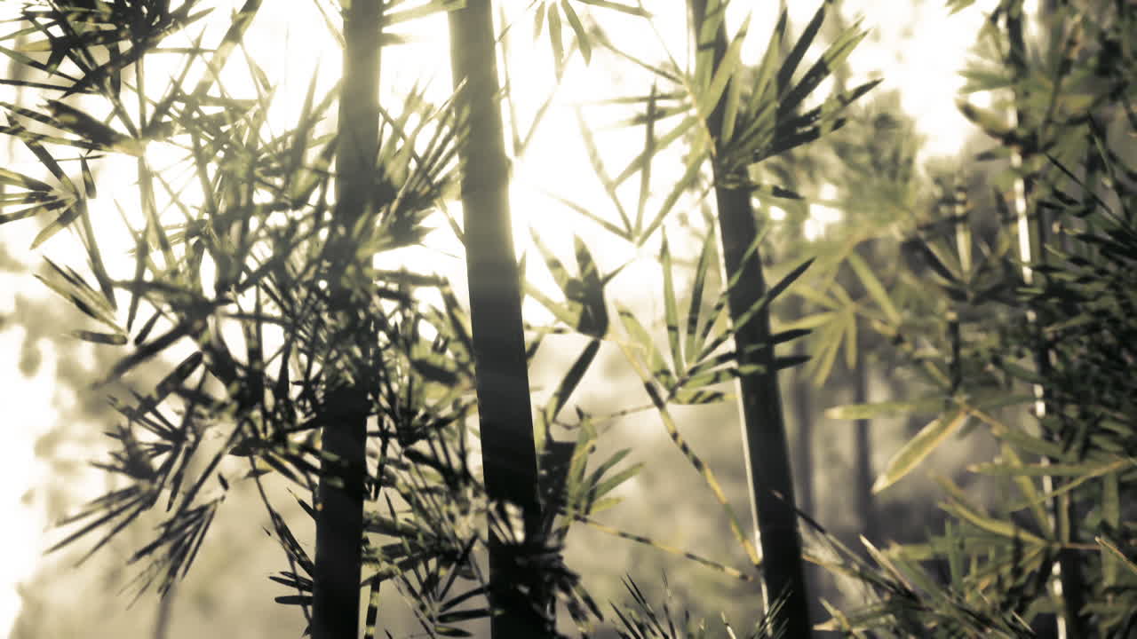bosque de bambú bañado en la suave luz de la mañana con niebla y vegetación alrededor