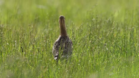 black-tailed godwit, long beak, looking around in long green grass, blowing in the wind, close up, slow motion