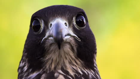 Porträtkopfschuss-Eines-Schönen-Erwachsenen-Schwarzen-Falken,-Falco-Subniger,-Falknerei