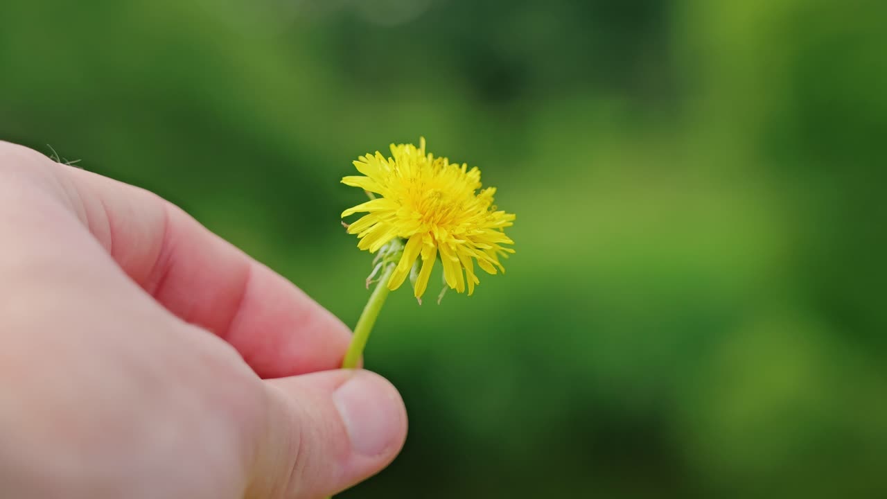 Detailed view of dandelion turning in fingers with soft depth and bokeh blur