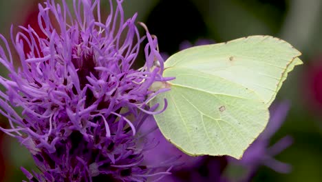 Closeup-of-dense-blazing-star-flower-with-a-yellowish-green-male-lemon-butterfly-feeding-and-flying-away