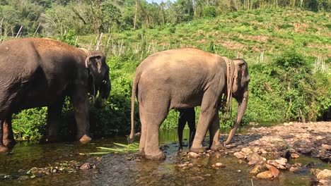 two elephants stand by a green riverbank, surrounded by vegetation and stones, enjoying a sunny day.