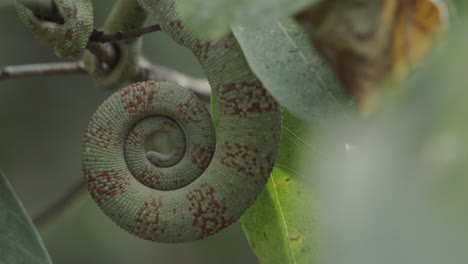 curled-up-tail-of-chameleon-furcifer-oustaleti-on-a-twig-in-Madagascar-forming-a-snail-shell-shape-with-green-brown-mottled-pattern