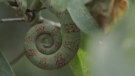 curled up tail of chameleon furcifer oustaleti on a twig in madagascar forming a snail shell shape with green-brown mottled pattern