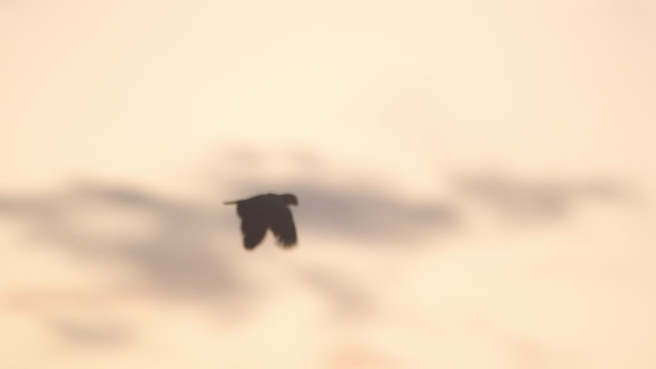 A breathtaking view of silhouetted parrots flying against the evening sky of Peru’s Amazon sunset.