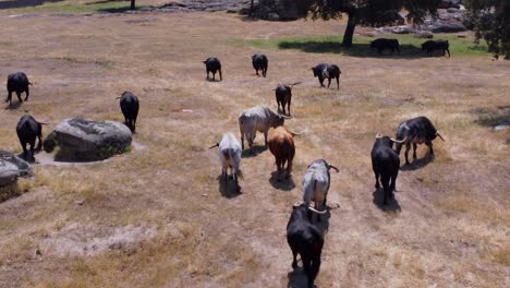 bulls farm seen from the air