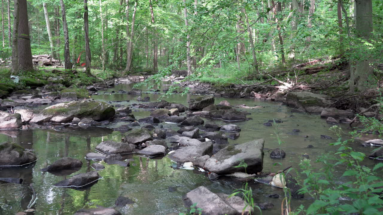 여름에 무성한 녹색 숲의 아름다움에 시냇물