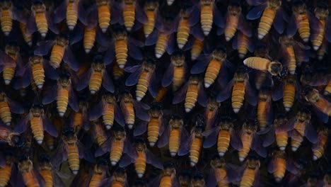 honey bees are known to build large colonies of nest with symmetrical pockets made of wax for them to store honey as their food source