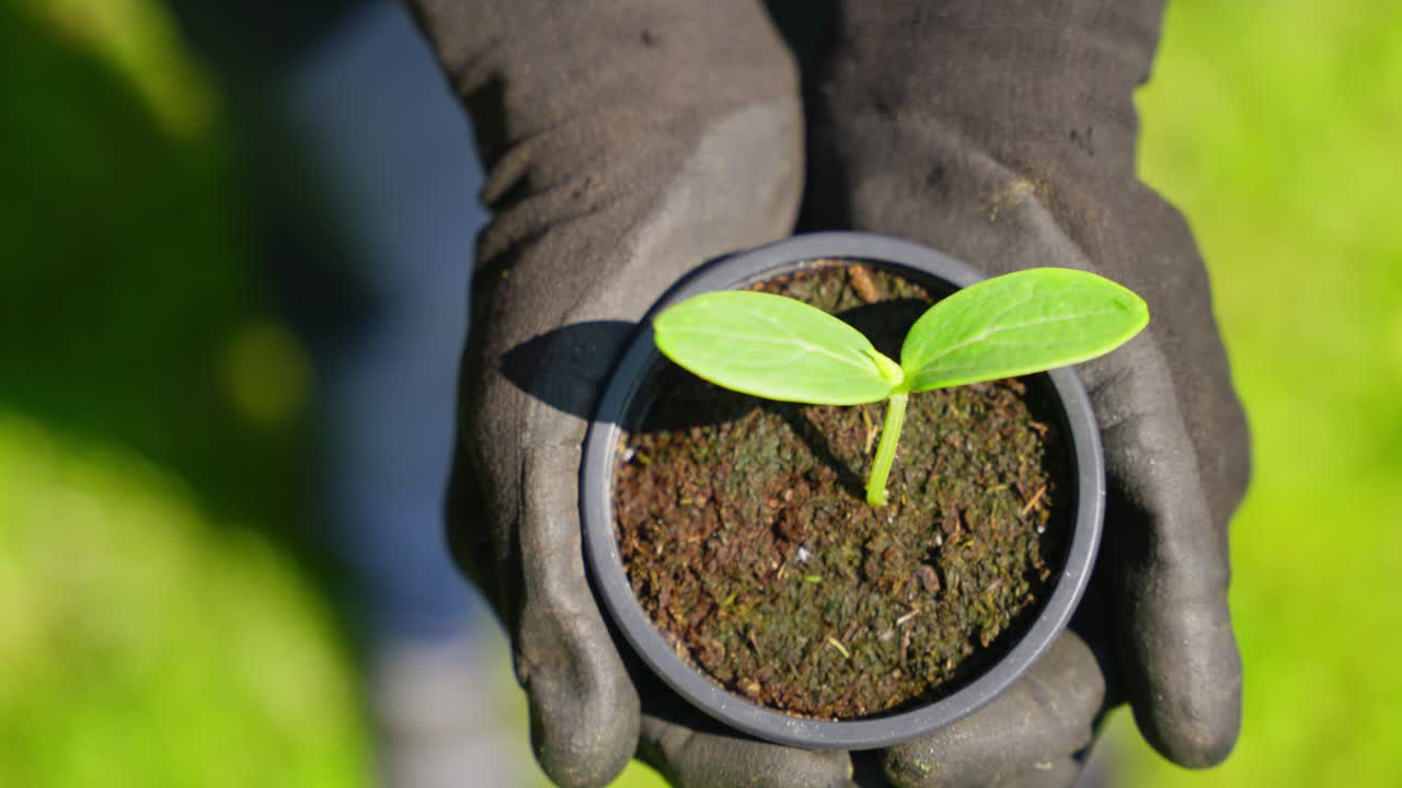 Close-up of moist soil and green plant carefully held in human palms with light background