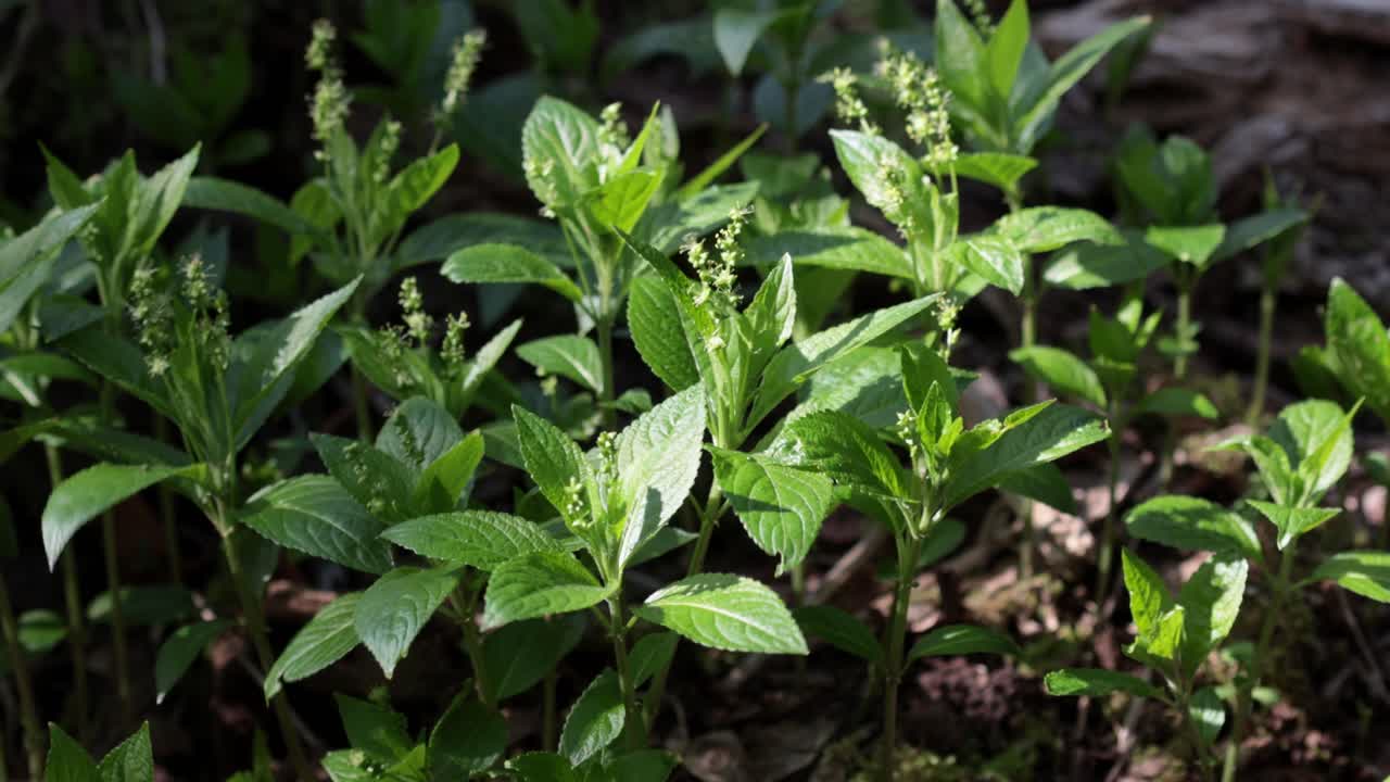 Dog's Mercury, Mercurialis perennis, a of ancient woodland, flowering in early Spring. UK