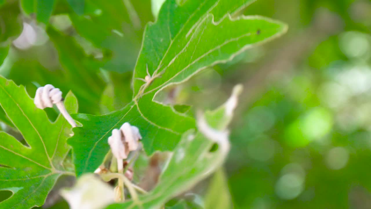 primer plano de las hojas verdes