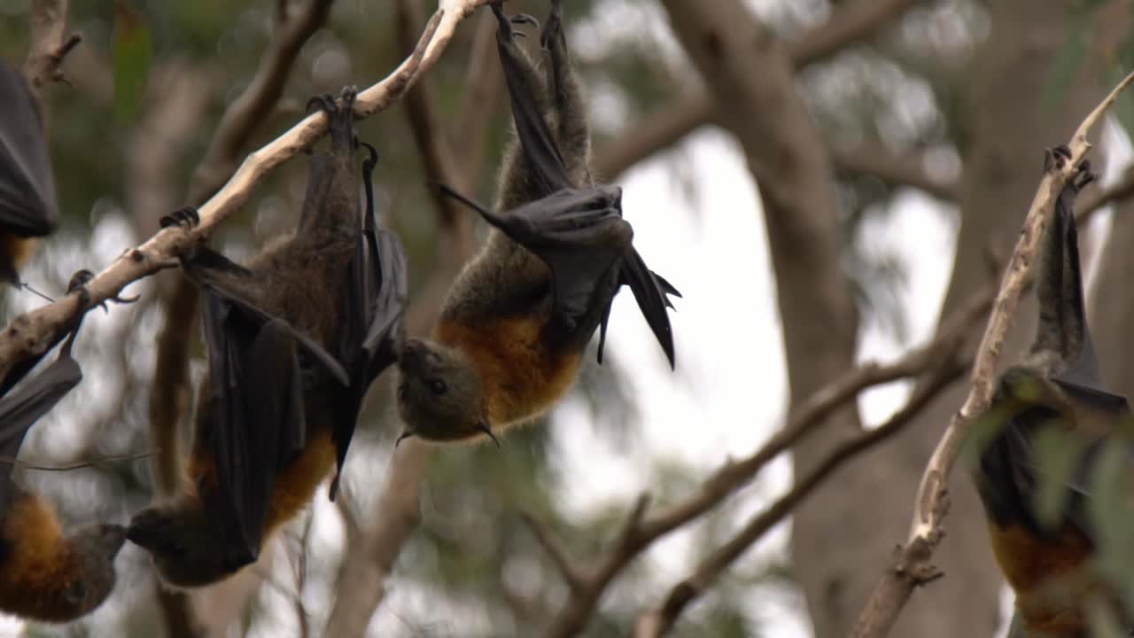 пожалуйста, не тревожьте меня, потому что я буду кусаться в ответ