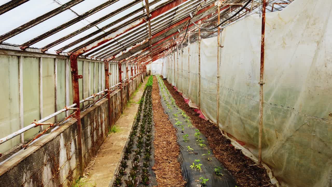 la casa verde de los pobres con plantas jóvenes de tomate cultivadas y cuidadas