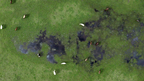 antena: toma de arriba hacia abajo volando sobre un campo de caballos