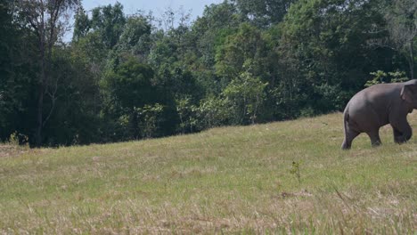 seen moving to the right climbing a slight slope grassland outside the forest, indian elephant elephas maximus indicus, thailand