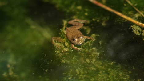 Nahaufnahme-Eines-Kleinen-Frosches,-Der-Friedlich-Auf-Der-Oberfläche-Von-Stillem,-Grün-Gefärbtem-Wasser-Schwimmt