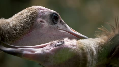 amazing close-up of two hooded vultures grooming each outer in slow-motion 4k